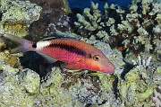 Parupeneus-macronema Surmulet tache blanche-Safaga Middle reef-6m-20171124-Denis-ADER-DSC_3826_tn